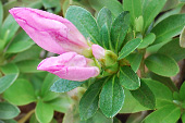 Azalea